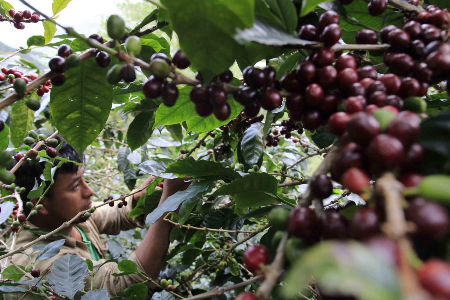 Picking the shade grown coffee in Honduras