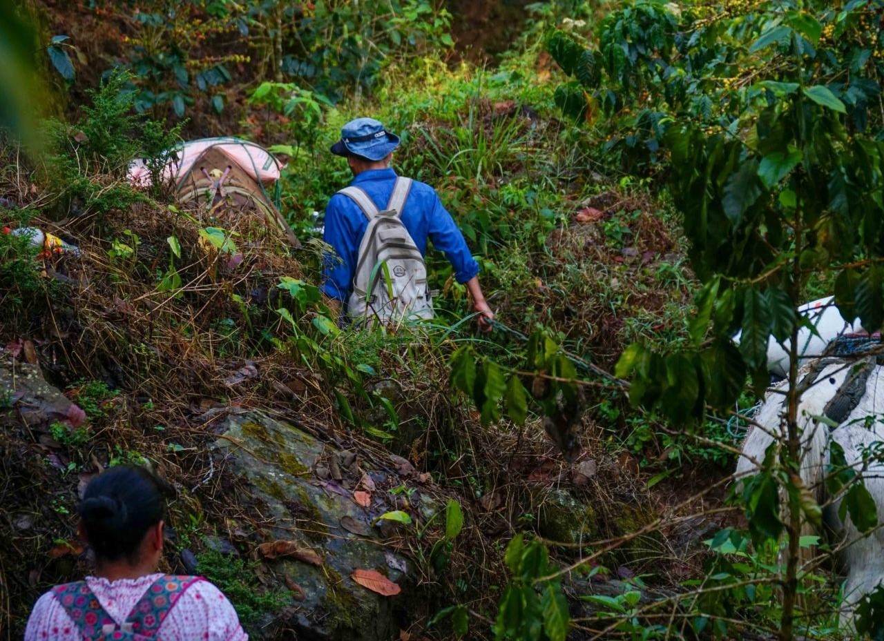 Trekking up the hillside to pick Honduras coffee