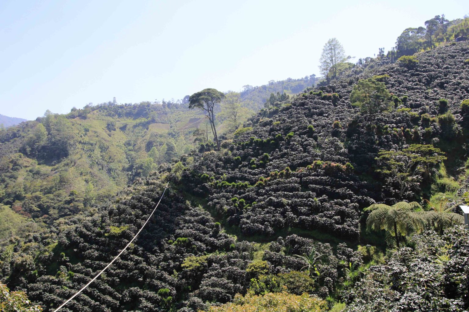 Coffee growing on mountain slope in western Honduras