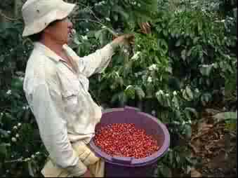Picking ripe coffee cherries in Costa Rica