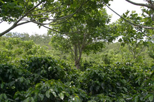 Shade grown coffee at Hacienda La Amistad in Costa Rica