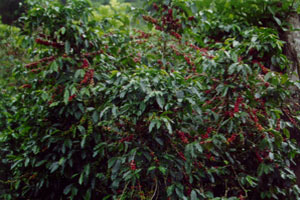 Coffee bushes ripe for picking at Hacienda La Amistad in Costa Rica
