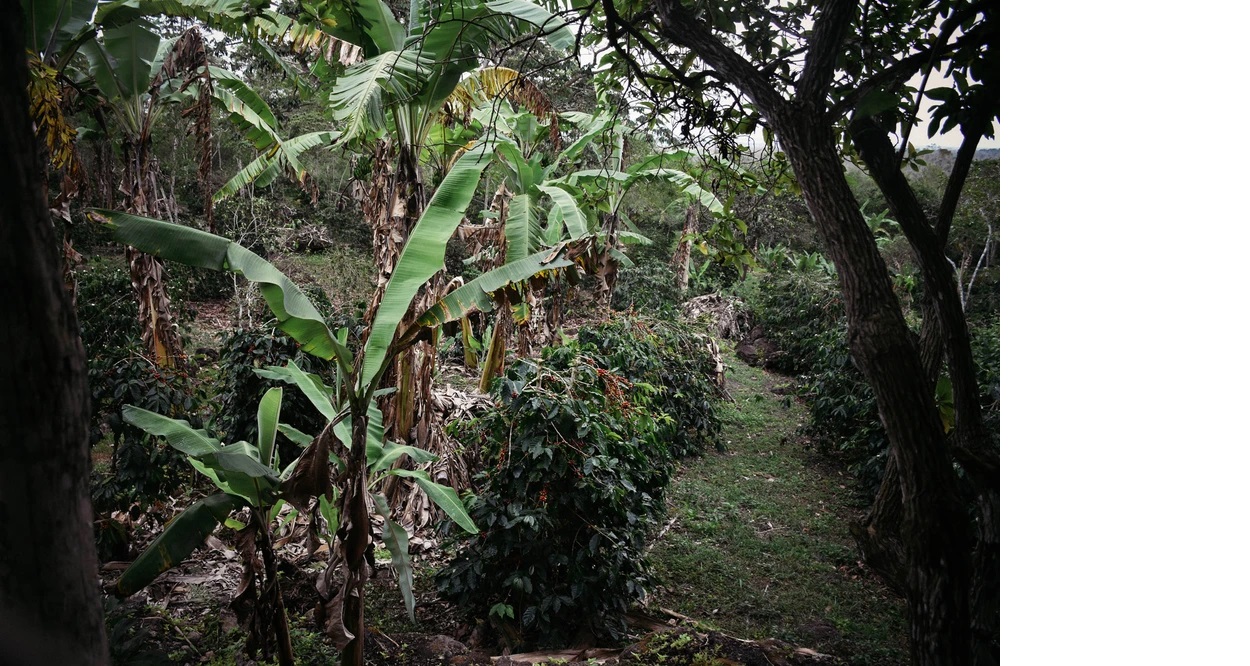 coffee farm Santa Cruz Island-Galapagos