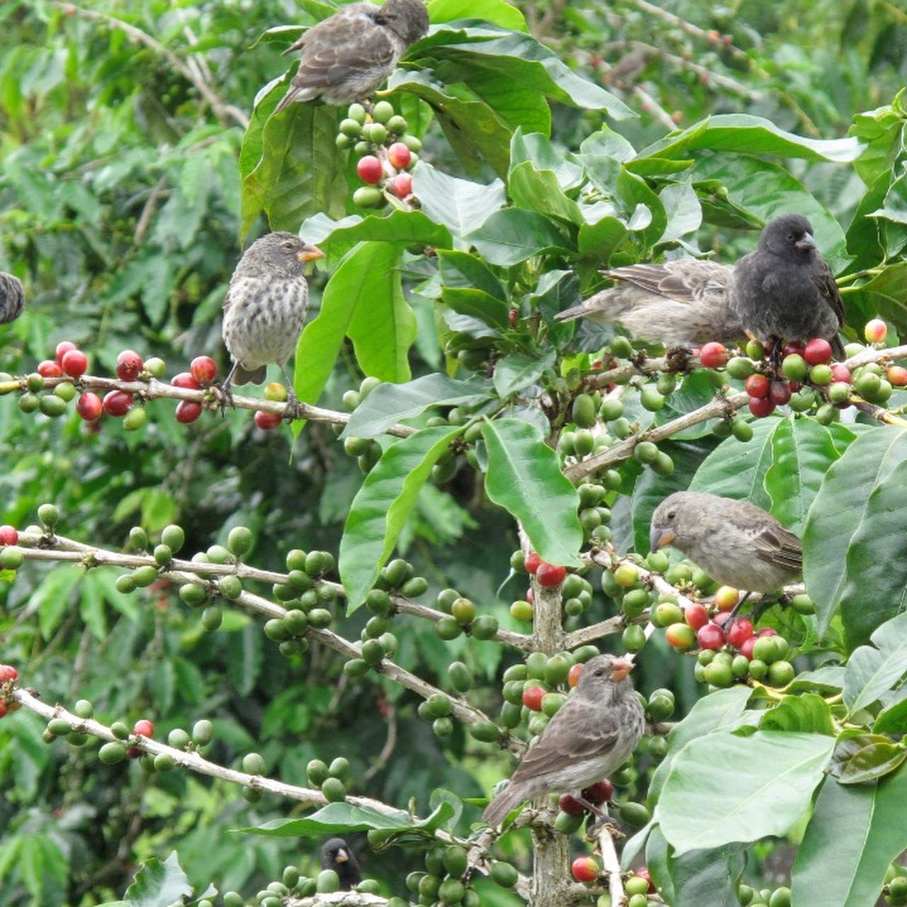 Darwin's finches in a coffee bush