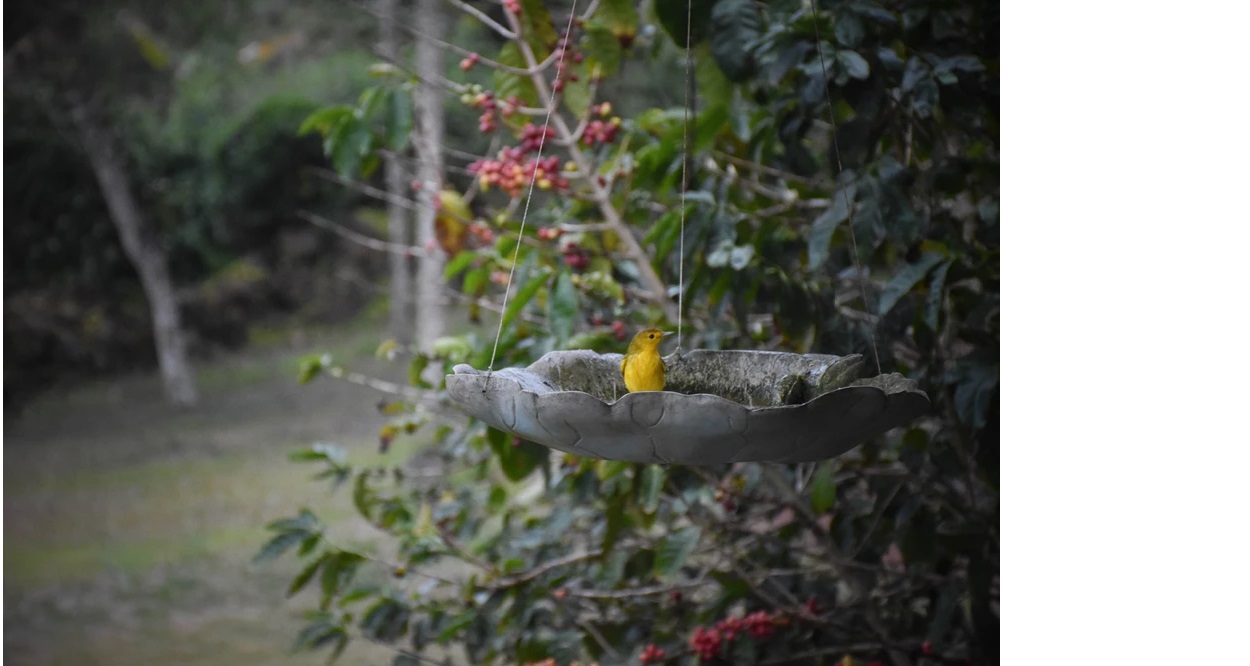 Galapagos yellow warbler