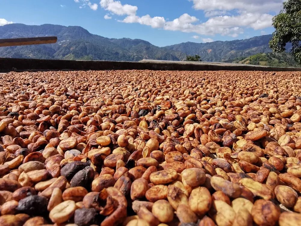 Beans drying with mucilage intact to create the honey process